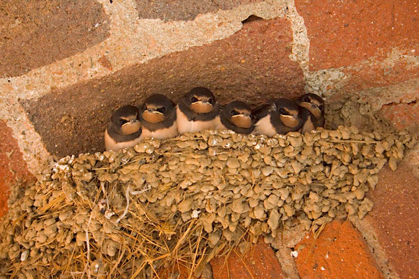 Bose, nid d’hirondelles sous le porche de Bose, printemps 2006