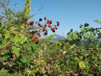 Lire la suite&nbsp;: Slideshow in home page Civitella