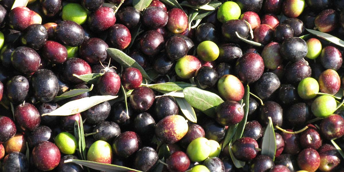 Olive_da_portare_al_frantoio_1