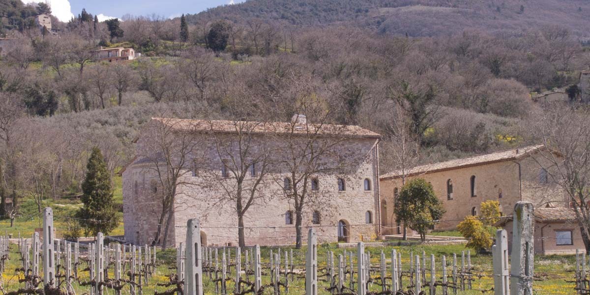 Viti_legate_in_primavera_con_S_Masseo_sullo_sfondo2
