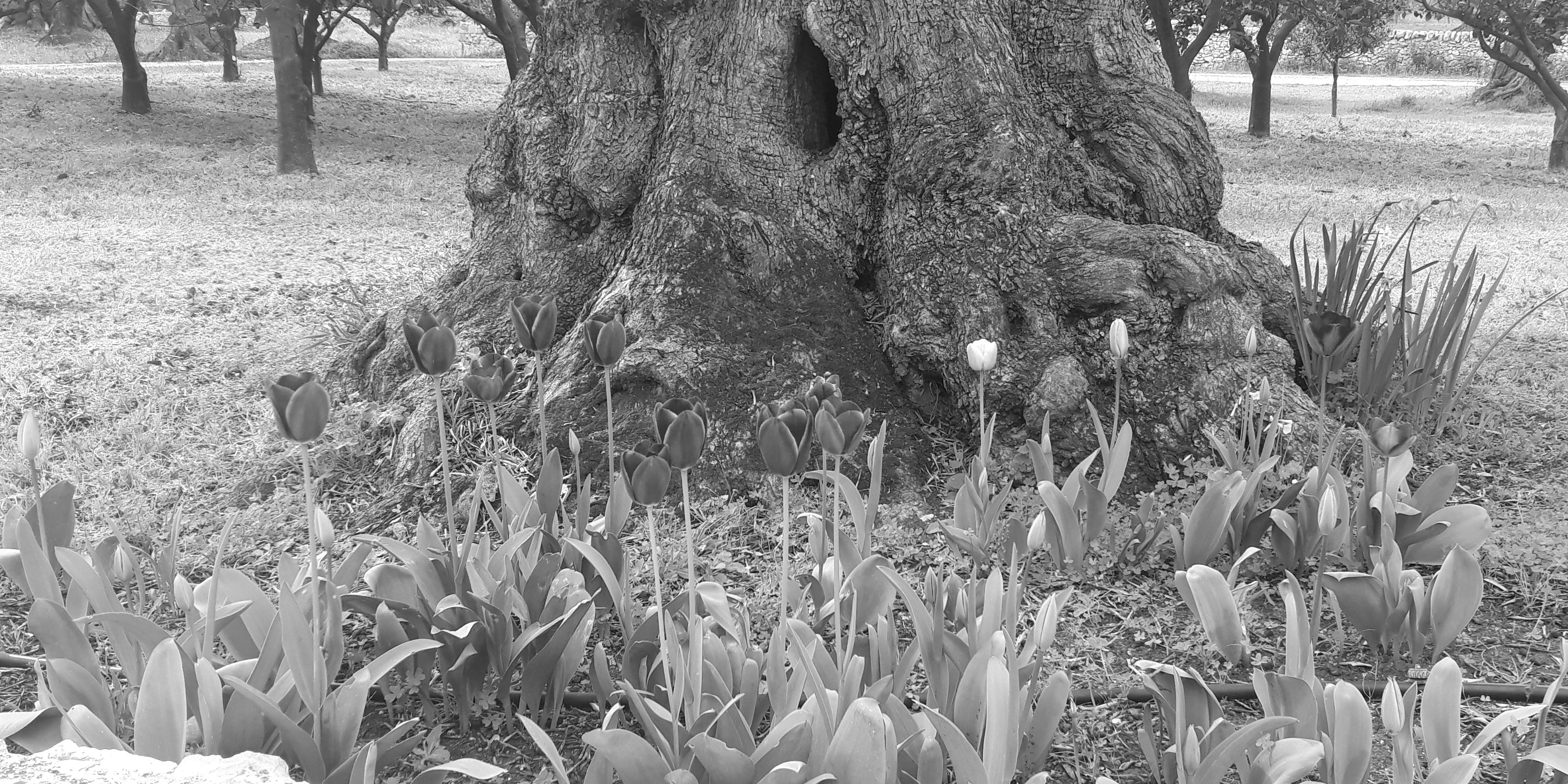 Tulipani-per-Quaresima