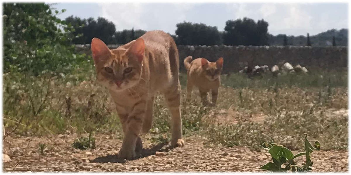 gatti_2