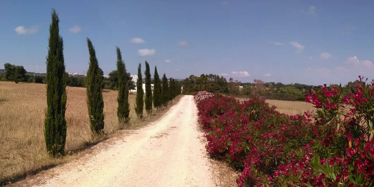 grano_cipressi_1h