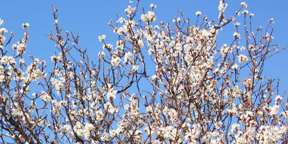 primavera_1h