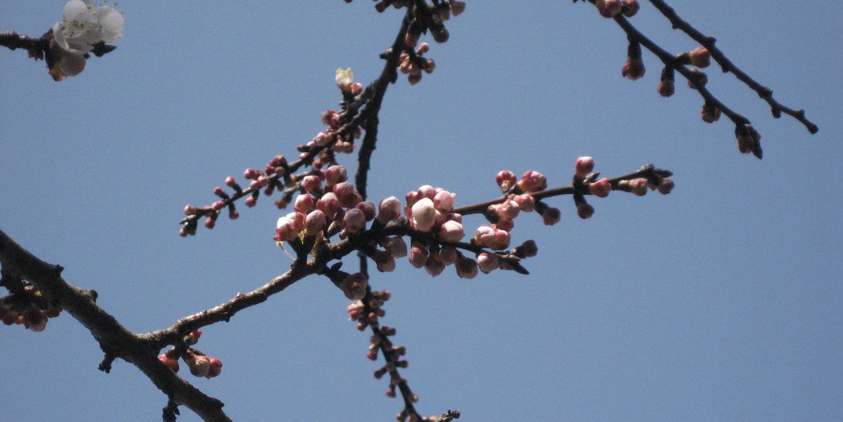 01boccioli_albicocco_1200