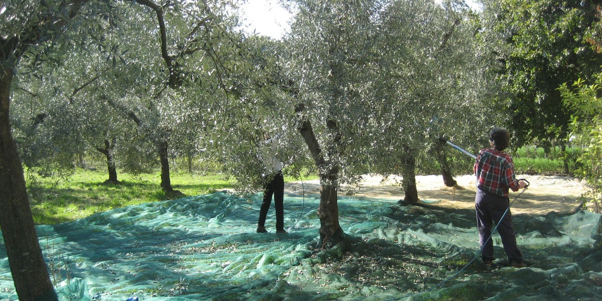 01raccolta_olive_1200