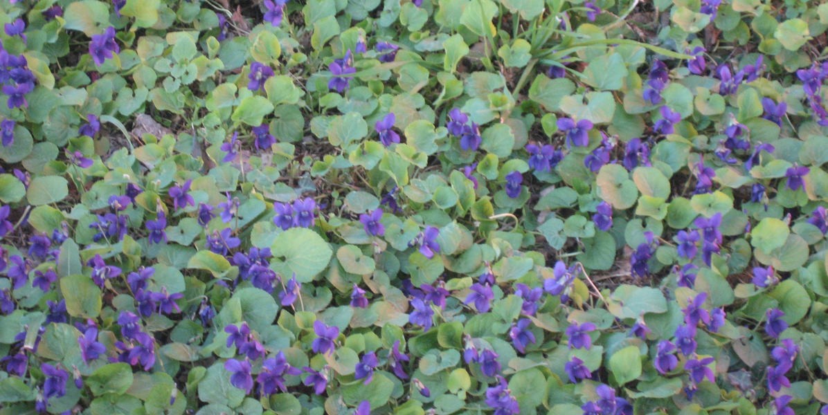 01violette1200
