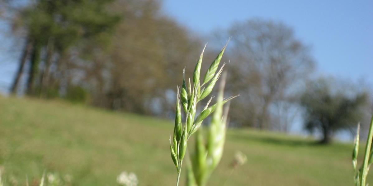 02filo_erba_1200