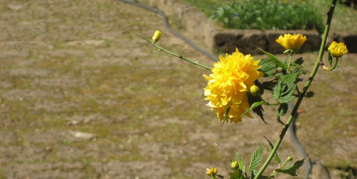 02fiori_gialli_chiostro_1200