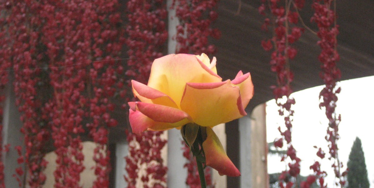 02rosa_novembre_02_1200