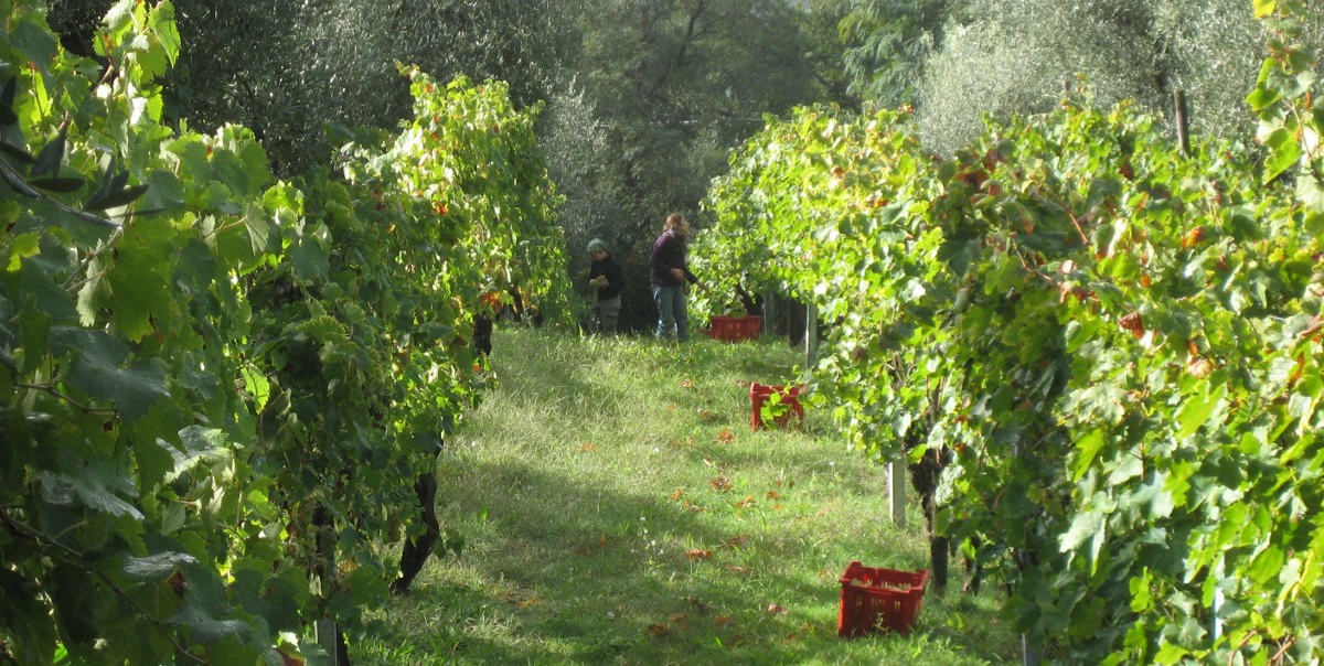 02vendemmia1200