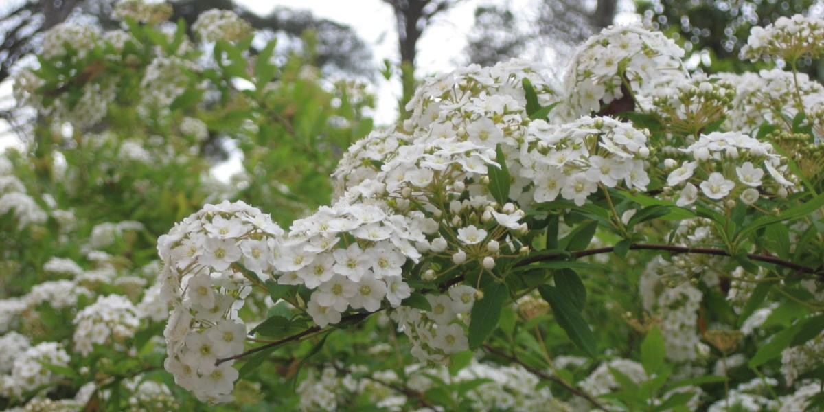 03fiori_bianchi_siepe_1200