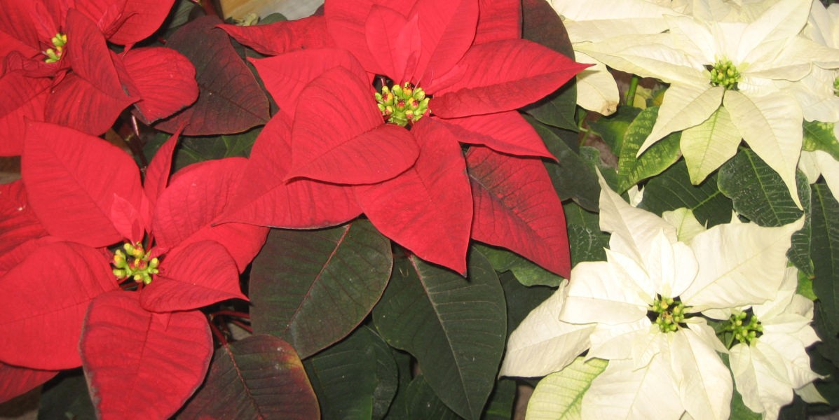 03stelle_natale_1200