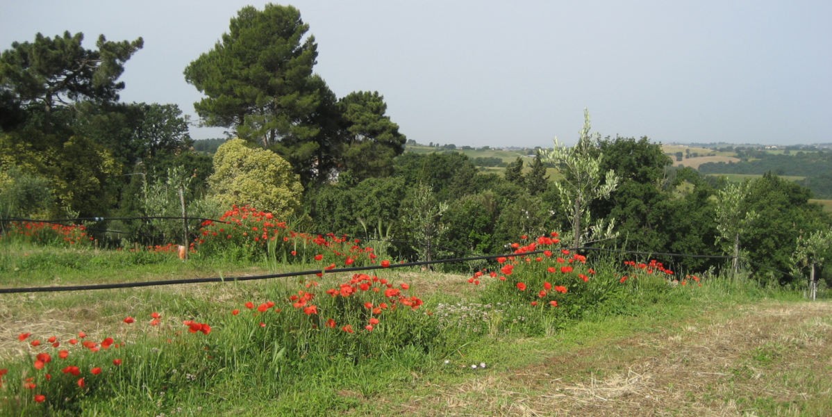 03uliveto_nuovo_1200