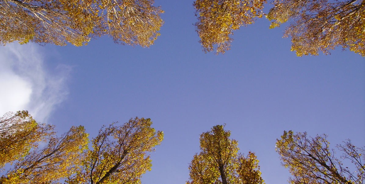 04_alberi_e_cielo_1200