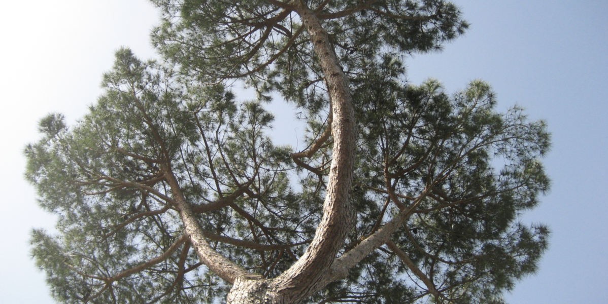 04albero_1200