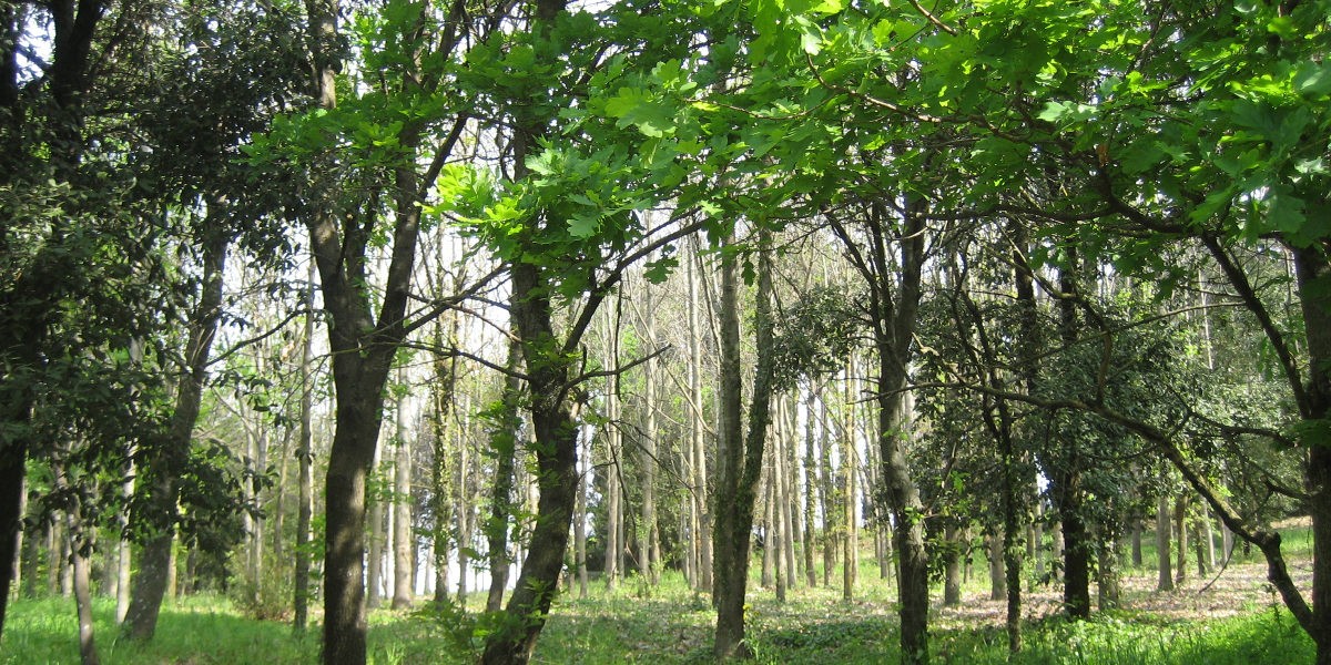 04bosco_1200