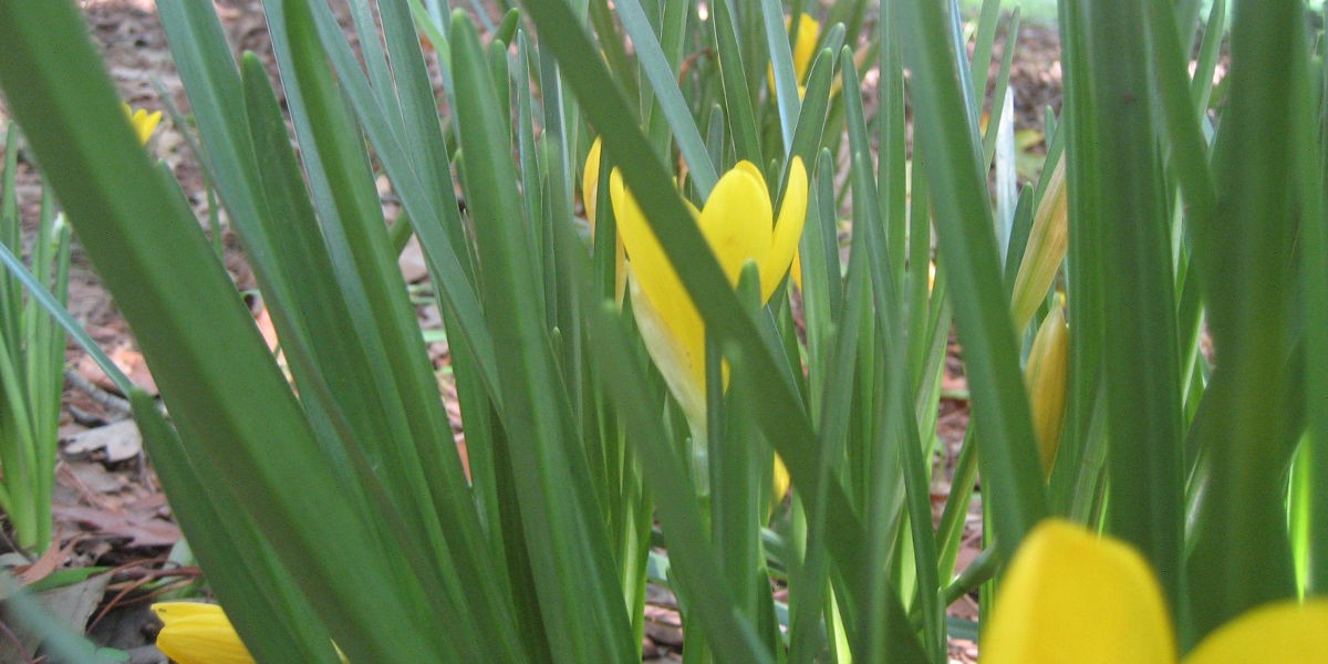 04fiori_nel_bosco_1200