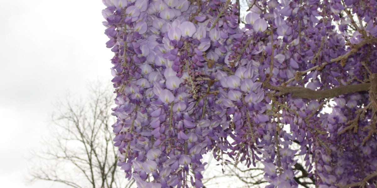 04glicine_1200