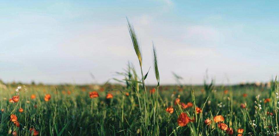 Foto di Federica Ariemma su Unsplash