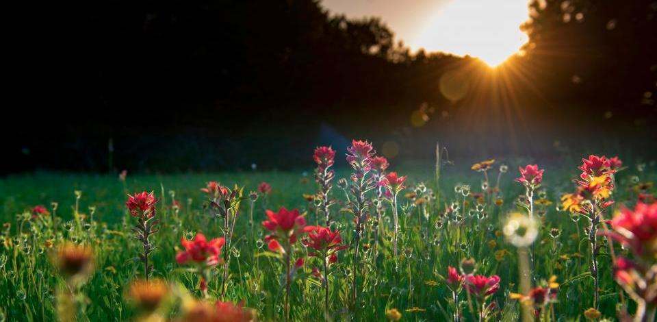 Foto di Preston Browning su Unsplash